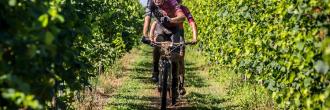 11° MTB Tra le Vigne del Ponte